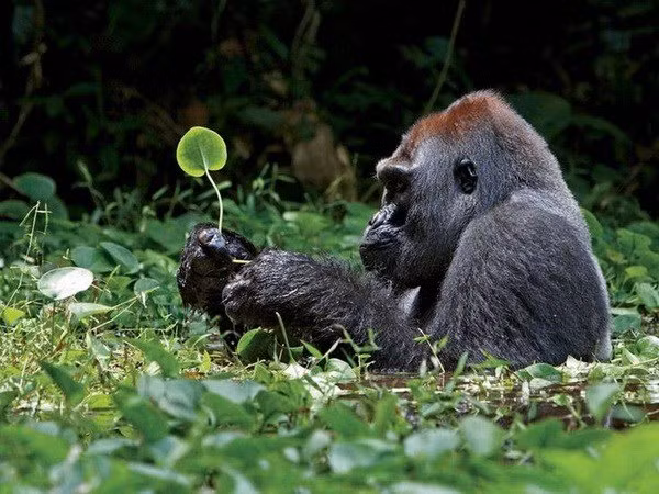 Họ đã cắt cử cán bộ kiểm lâm để theo dõi tình hình và đảm bảo an toàn, ngăn chặn việc săn bắt động vật hoang dã trái phép. Sau một thời gian, cá thể linh trưởng đã trở về rừng.