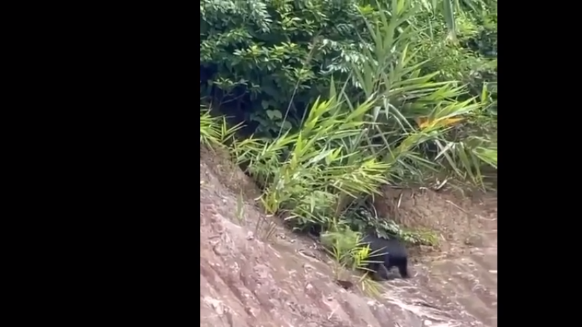 Thông tin về sự xuất hiện của động vật này đã khiến nhiều người tò mò và tập trung đến hiện trường.