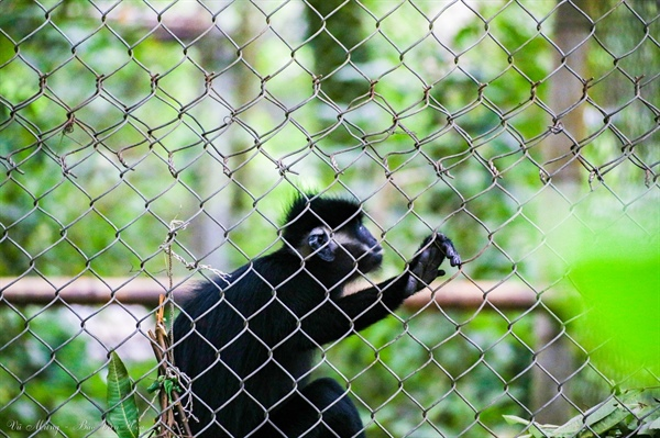 Báo cáo của WWF (Tổ chức Quốc tế về Bảo tồn Thiên Nhiên) nêu rõ các mối đe dọa đối với các loài linh trưởng, bao gồm mất môi trường sống, biến đổi khí hậu và săn bắn không hợp pháp.