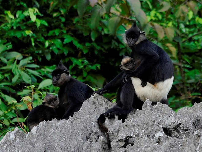 Việt Nam có 25 loài linh trưởng, trong đó 5 loài đặc hữu và đang đối mặt với nguy cơ tuyệt chủng.