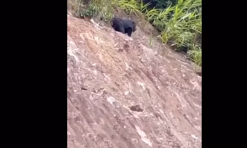 Cá thể linh trưởng này có thể xuất phát từ rừng và đi vào khu vực dân cư để tìm thức ăn, sau đó bị bắt gặp bởi cư dân.