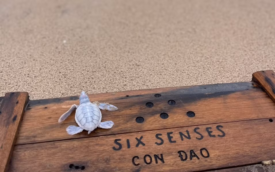 8. Rùa biển Blanche bạch tạng: Một con rùa biển Blanche bạch tạng mới ra đời tại khu nghỉ dưỡng Six Senses Côn Đảo, Việt Nam vào ngày 20/10.