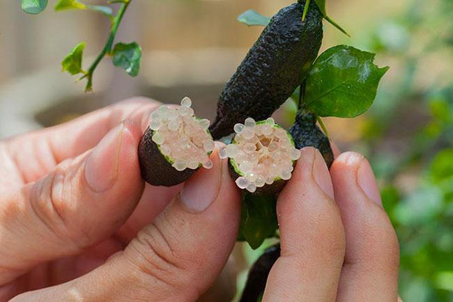 Chanh ngón tay cung cấp nhiều dưỡng chất tốt cho cơ thể, thường được ăn kèm với hải sản tươi sống và một số món salad.