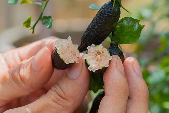 Chanh ngón tay cung cấp nhiều dưỡng chất tốt cho cơ thể, thường được ăn kèm với hải sản tươi sống và một số món salad.