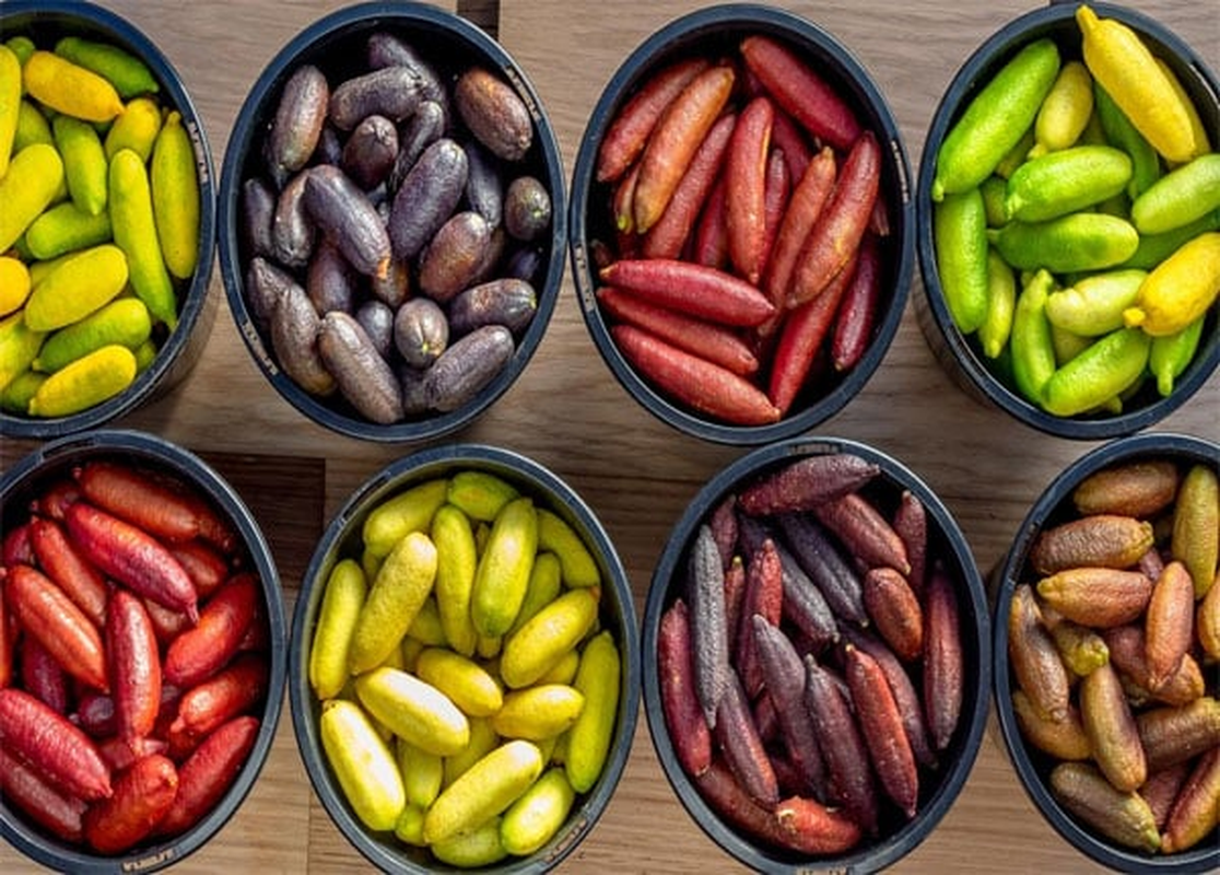 Quả chanh ngón tay có hình dạng dài, màu sắc bắt mắt từ xanh nhạt, xanh đậm, đến đỏ tươi và đỏ hung.