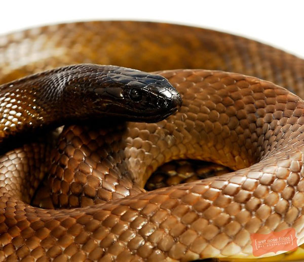 Rắn Taipan nội địa được xem là một trong những loài rắn độc nguy hiểm nhất trên Trái Đất, chúng có khả năng gây chấn động khi xuất hiện trong vùng sinh sống của chúng.