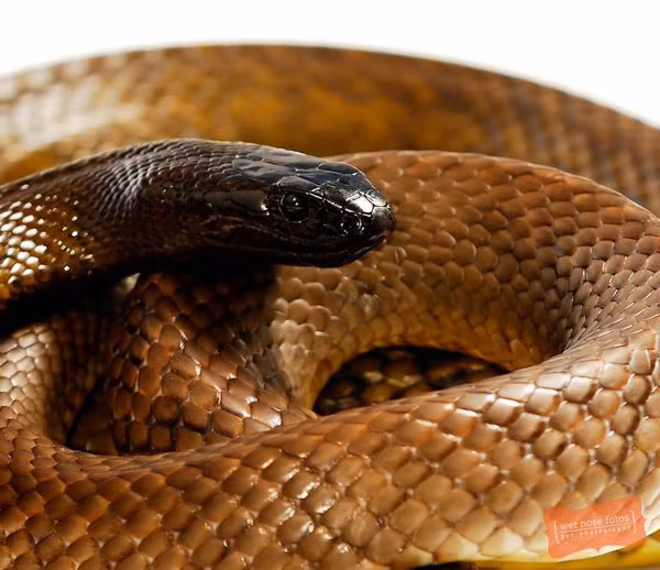 Rắn Taipan nội địa được xem là một trong những loài rắn độc nguy hiểm nhất trên Trái Đất, chúng có khả năng gây chấn động khi xuất hiện trong vùng sinh sống của chúng.