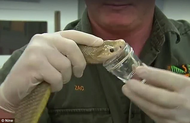 Rắn Taipan nội địa có khả năng thay đổi màu sắc trên da theo mùa, từ màu nâu đậm sang xanh đậm ô liu hoặc xanh đen.