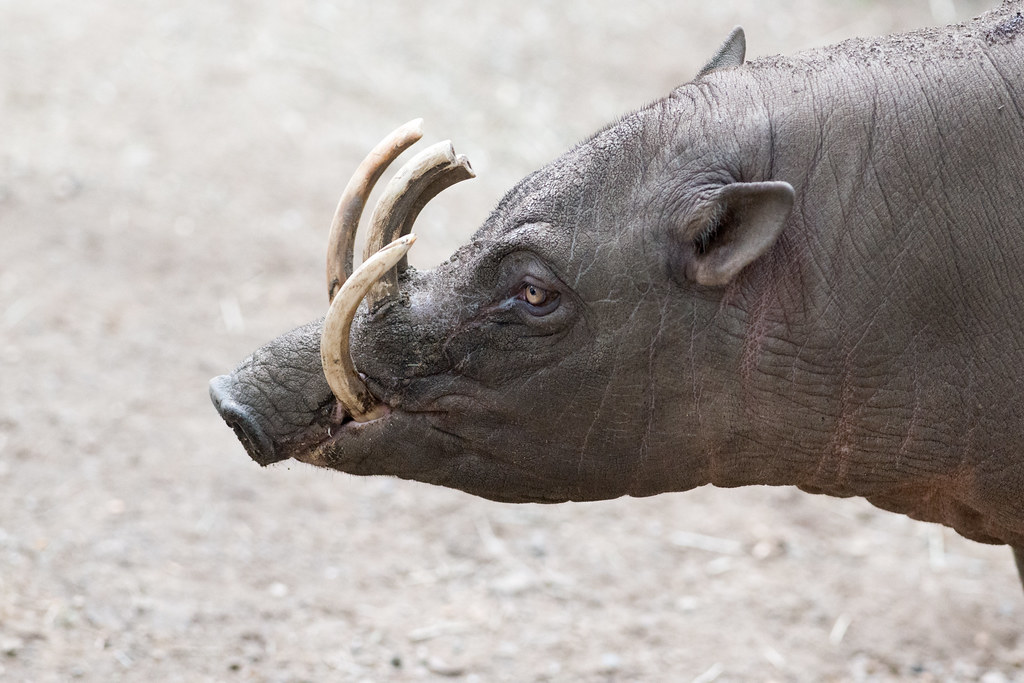 Lợn hươu đực thường sở hữu một cặp nanh cong rất lớn có thể nở rộ qua mõm.