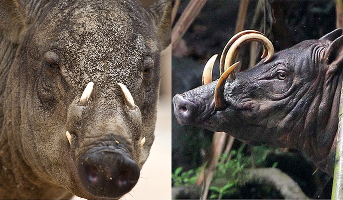 Chúng có trọng lượng lên đến 250-300 kg.