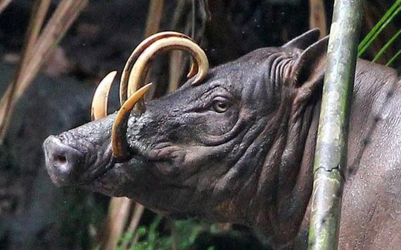 Loài này đang đối mặt với nguy cơ từ mất môi trường sống và săn bắn quá mức. Tuy nhiên, chính phủ Indonesia đã áp dụng biện pháp bảo vệ chặt chẽ để bảo tồn lợn hươu. Săn bắn và giết hại chúng là hoạt động bất hợp pháp.