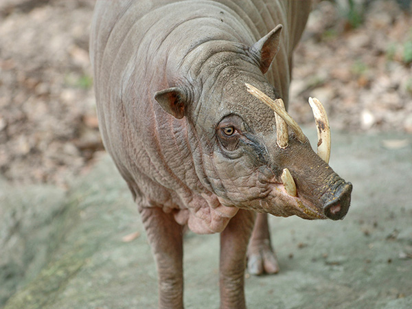Lợn hươu cái có hai bộ nanh ngắn hơn và thường sống theo nhóm, đôi khi có đàn lên đến gần 100 con. Chúng thích ăn lá, rễ, hoa quả và có thể săn bắt động vật nhỏ.