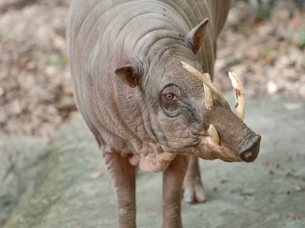 Lợn hươu cái có hai bộ nanh ngắn hơn và thường sống theo nhóm, đôi khi có đàn lên đến gần 100 con. Chúng thích ăn lá, rễ, hoa quả và có thể săn bắt động vật nhỏ.