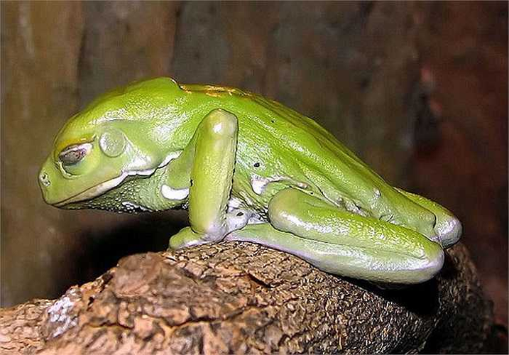 4. Ếch khỉ: Sống ở lưu vực Amazon tại Nam Mỹ, ếch khỉ tiết ra chất độc kambo. Chất này có khả năng gây ảo giác và ảnh hưởng đến chức năng cơ thể.