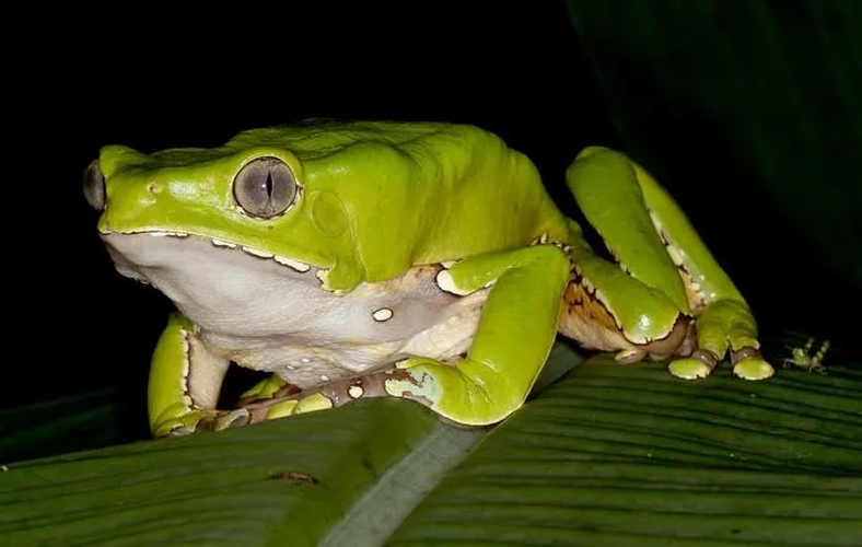 Có nghiên cứu về việc sử dụng thành phần của chất độc này trong điều trị bệnh ung thư và AIDS.