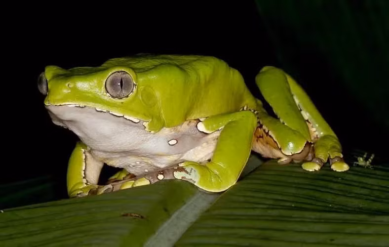 Có nghiên cứu về việc sử dụng thành phần của chất độc này trong điều trị bệnh ung thư và AIDS.