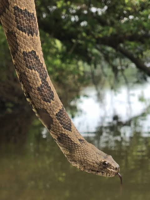 Mặc dù không có nọc độc, vết rắn cắn có thể bị nhiễm trùng và cần được chăm sóc y tế.
