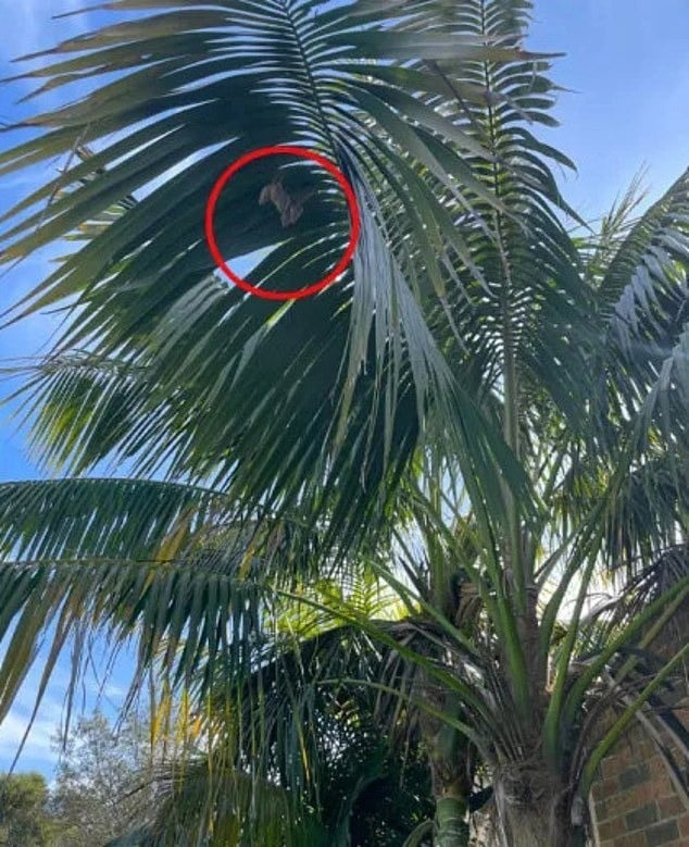 Người phụ nữ đã chia sẻ hình ảnh này trên Facebook để tìm hiểu về chúng, và cân nhắc xem có nên diệt cây cọ hay không. Cô sợ nhện và lo lắng về nguy cơ tiếp cận chúng.