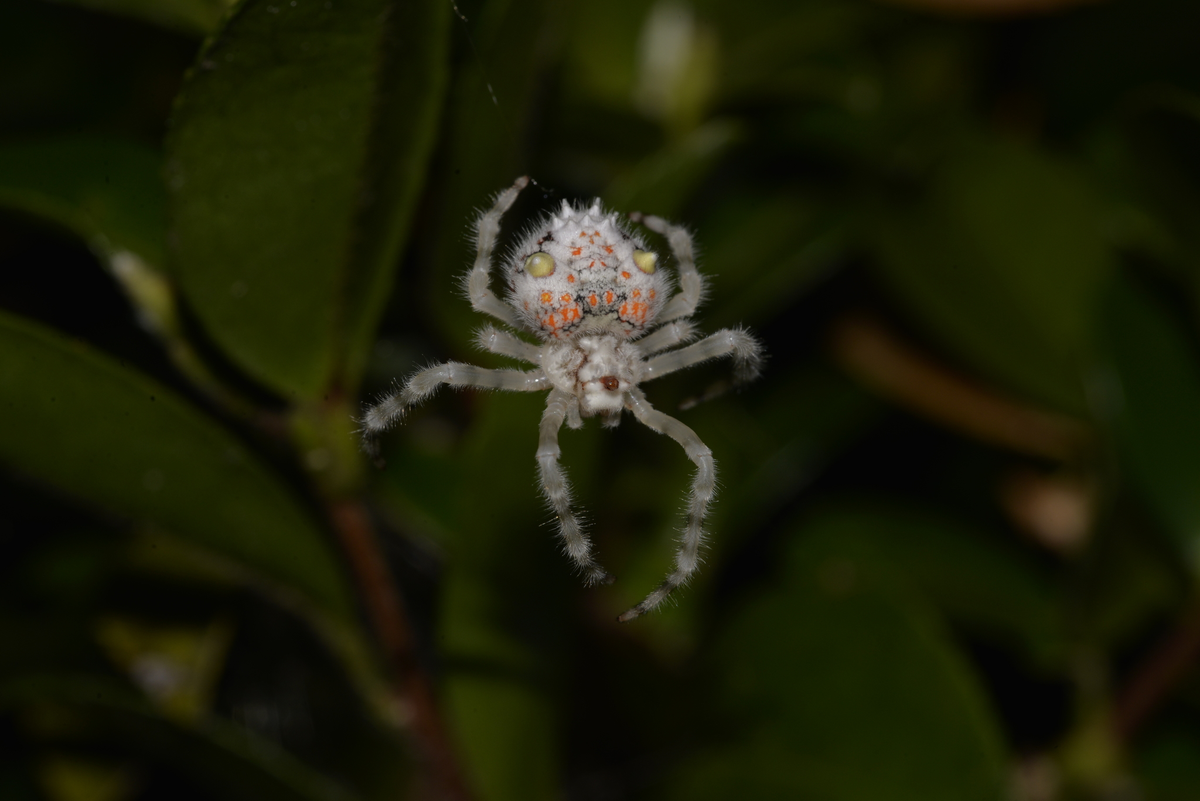 Cơ thể và tứ chi của chúng được bao phủ bởi những sợi lông dài và mịn.