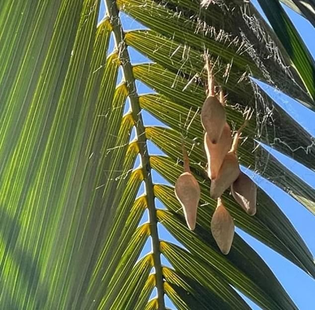 Sau khi biết rằng mỗi túi có thể chứa khoảng 600 quả trứng nhện loài "Nhện Magnificent" cô bắt đầu lo lắng về an toàn cho hai đứa con nhỏ của mình.