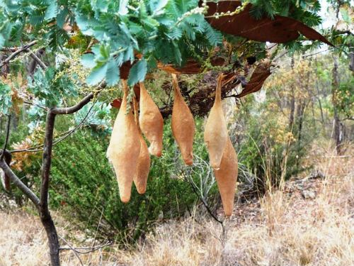 Mặc dù có vẻ kỳ dị, nhưng nhện Magnificent không đe dọa con người và chúng thậm chí có một phần thú vị trong việc săn mồi.