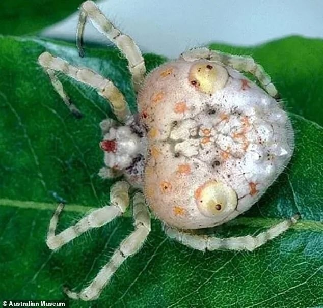 Tuy nhiên, một số người trên mạng thích thú với phát hiện này và khuyên cô không nên làm tổn thương những sinh vật này.