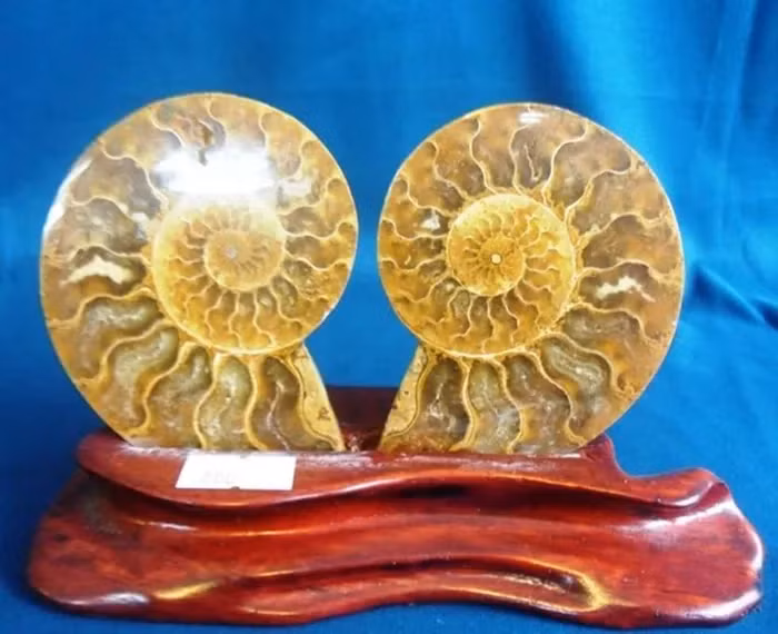 Vỏ ốc anh vũ có giá trị mỹ nghệ và được sử dụng trong nghệ thuật trang trí và làm đồ thủ công mỹ nghệ, do có mặt cắt vỏ đẹp và quý hiếm. Điều này đã làm cho loài này trở nên đắt đỏ, với giá từ vài triệu đến cả chục triệu đồng. Có người sưu tập ốc anh vũ như một loại tài sản thượng lưu.