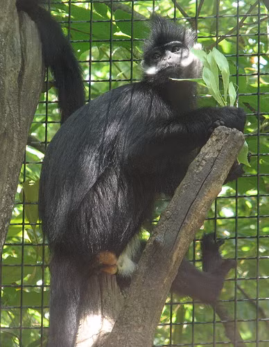 Voọc đen má trắng có bộ lông dày, màu đen tuyền. Hai má trắng, đám lông trắng rộng vượt quá chỏm vành tai. Đầu thường có mào lông đen. Đuôi dài hơn thân, màu đen.