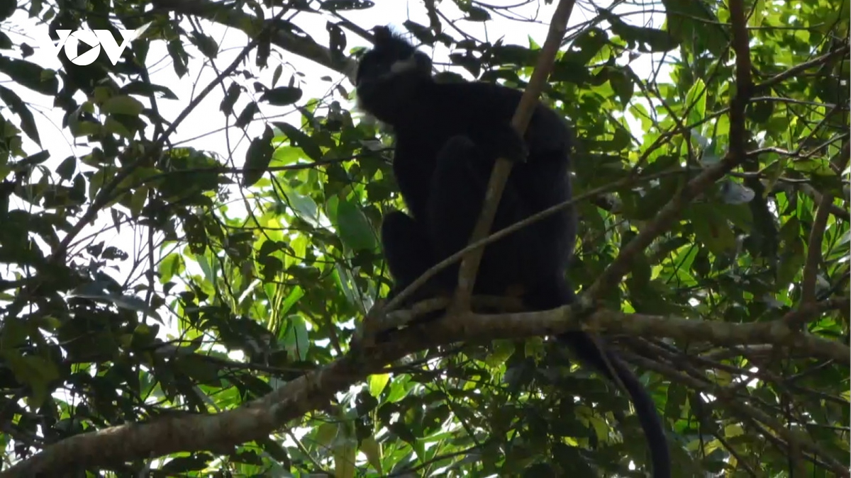 Ban Quản lý Khu Dự trữ thiên nhiên Kim Hỷ đang phối hợp với Trung tâm Cứu hộ, bảo tồn và phát triển sinh vật - Vườn Quốc gia Cúc Phương để chuyển giao cá thể voọc này và tiếp tục thực hiện quy trình cứu hộ và bảo tồn theo quy định của pháp luật. Sau khi chuyển giao, Trung tâm Cứu hộ, bảo tồn và phát triển sinh vật - Vườn Quốc gia Cúc Phương sẽ tiếp tục quá trình cách ly, thăm khám và theo dõi tình trạng sức khỏe của cá thể voọc này. (Ảnh: VOV)