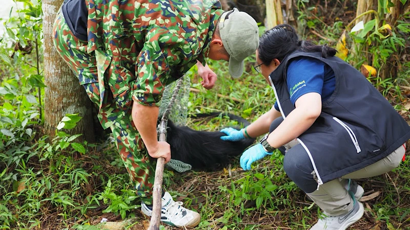 Cứu hộ diễn ra tại thôn Nà Lẹng, xã Văn Lang, huyện Na Rì, tỉnh Bắc Kạn. Các nhân viên sử dụng thiết bị thổi thuốc mê và vợt để bắt giữ cá thể voọc đen má trắng. Con voọc đen má trắng này nặng khoảng 11kg và sau kiểm tra y tế sơ bộ tại hiện trường, sức khỏe của nó được xác định là ổn định, tuy có một số vết thương trên cơ thể. (Ảnh: Ban quản lý Khu dự trữ thiên nhiên Kim Hỷ).