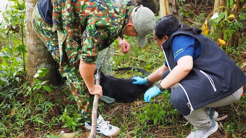 Cứu hộ diễn ra tại thôn Nà Lẹng, xã Văn Lang, huyện Na Rì, tỉnh Bắc Kạn. Các nhân viên sử dụng thiết bị thổi thuốc mê và vợt để bắt giữ cá thể voọc đen má trắng. Con voọc đen má trắng này nặng khoảng 11kg và sau kiểm tra y tế sơ bộ tại hiện trường, sức khỏe của nó được xác định là ổn định, tuy có một số vết thương trên cơ thể. (Ảnh: Ban quản lý Khu dự trữ thiên nhiên Kim Hỷ).