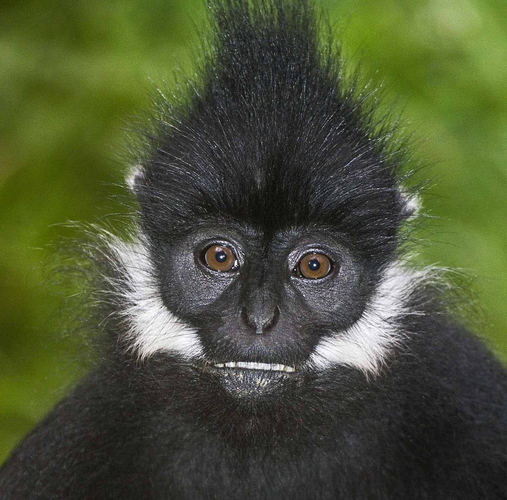 Voọc đen má trắng là một loài voọc đặc trưng của nhóm voọc và sống ở tây nam Trung Quốc và đông bắc Việt Nam. Trước đây, loài này đã có mặt tại 23 nước với tổng số lượng khoảng 2.000-2.500 cá thể, nhưng hiện nay chỉ còn dưới 500 con ở Việt Nam và 1.400-1.650 con ở Trung Quốc.