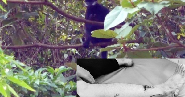 Cá thể voọc đen má trắng này đã trở nên nổi tiếng sau khi tấn công người đi đường và khiến hai người dân phải nhập viện vào tháng 7 và tháng 9 năm 2023. (Ảnh: BQL)