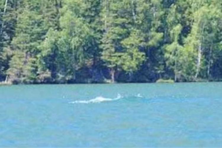 Nó được miêu tả là một sinh vật khổng lồ, có khả năng thu hút và ăn thịt động vật như cừu, bò, người nuôi gia súc. Câu chuyện về thủy quái đã thu hút sự chú ý của nhiều người và khiến người dân địa phương hoang mang.