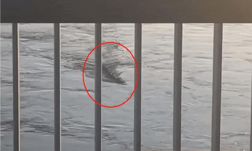 Cá hồi Zheluo thông thường có chiều dài khoảng 3 mét, nhưng tại hồ Kanas, chúng có thể dài hơn 8 mét hoặc hơn. Điều này đã gây ra sự nhầm lẫn và sợ hãi trong cộng đồng, khiến người ta gọi chúng là "thủy quái".