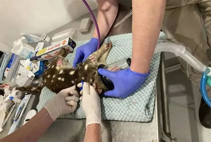 Một nông dân ở Úc đã bắt được một loài thú hiếm gặp, mèo túi đuôi đốm, loài được cho là đã tuyệt chủng ở Nam Úc trong hơn 100 năm. Người nông dân này đã phát hiện " quái vật" này sau khi đàn gà của mình bắt đầu mất mát một cách bí ẩn.