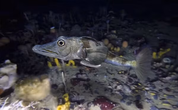 Loài động vật này có trái tim quá to và mật độ khoáng chất trong xương rất thấp. Để sống sót ở nhiệt độ dưới điểm đóng băng của nước biển, chúng đã phát triển khả năng sản xuất các protein hoạt động như một loại "chất chống đông".