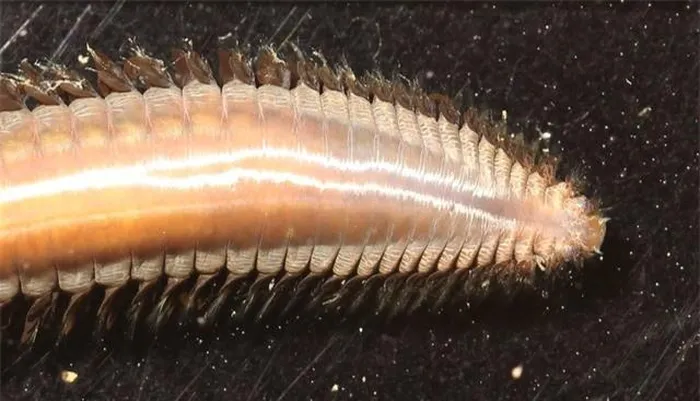 Loài động vật được tìm thấy ở Nam Cực này có nhiều sợi lông chạy dọc hai bên hông và là một trong những nhóm động vật không xương sống đa dạng nhất ở đáy biển.