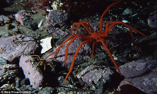 Loài động vật sở hữu ngoại hình kỳ lạ này có khả năng thay đổi màu sắc theo nồng độ oxy, áp suất và nhiệt độ khu vực sống.