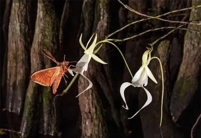 Hoa phong lan ma này được xem là một trong những loài lan quý hiếm nhất trên thế giới, với ước tính chỉ còn khoảng 3.000 cây trên toàn thế giới. Chúng có một sự độc đáo và quý hiếm về hình dáng và số lượng.