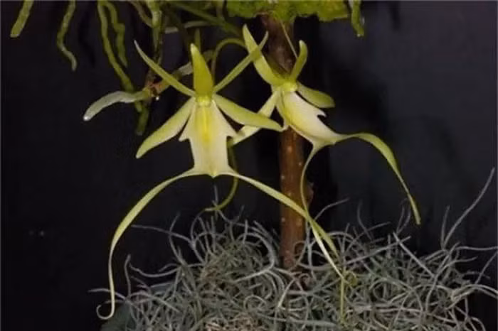 Phong lan ma không có lá mà chúng ký sinh vào cây chủ. Chúng thường phát triển rễ chồng lên nhau và bám vào cây chủ để tìm kiếm dinh dưỡng.