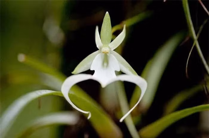 Với sự hiếm có và vẻ đẹp độc đáo, loài phong lan ma này là một trong những loài cây quý hiếm và thu hút sự quan tâm của người yêu cây cảnh và sưu tập thực vật.