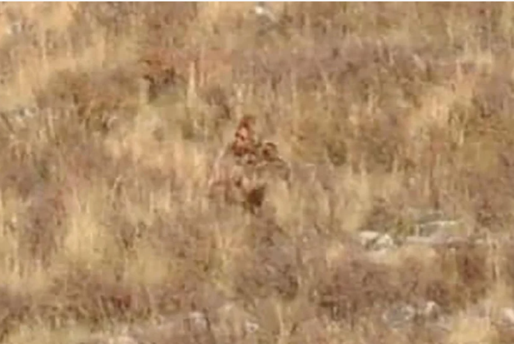 Cặp đôi này chia sẻ đoạn video của "Bigfoot" mà họ ghi lại trên mạng xã hội, và nhiều người đồng tình rằng đó có thể là quái vật Bigfoot, mặc dù cũng có người cho rằng đó có thể là trò chơi hoặc ngụy trang. (Ảnh: New York Post)