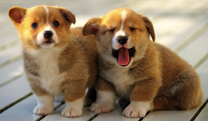 Tuổi Tuất: Vào ngày đầu tiên của tháng mới, bản mệnh tuổi Tuất được Lục Hợp cục che chở nên có khả năng thăng tiến trong công việc, sự nghiệp. Đây là kết quả của những nỗ lực và thành tựu trong suốt thời gian qua của con giáp này.