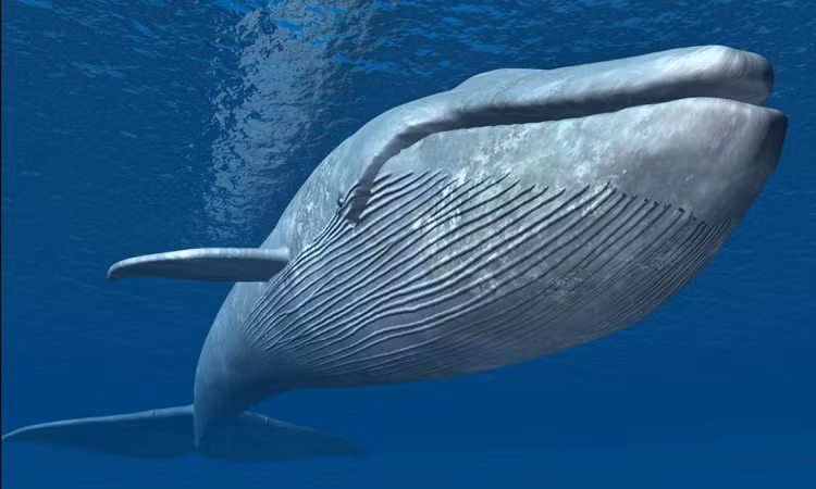 Do đó, họ kết luận "quái vật" bị Tần Thủy Hoàng tiêu diệt là một con cá voi và mỡ của nó được sử dụng để làm ngọn đèn lồng có thể cháy trong một thời gian dài.