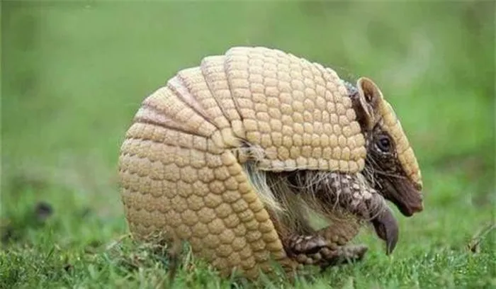 Người dân đã săn bắt tatu để ăn, mặc dù nó trông không đẹp mắt, nhưng thịt của chúng rất ngon và trở thành một món đặc sản miền núi.