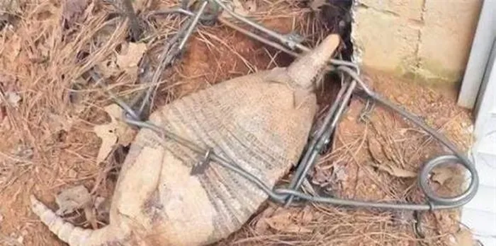 Một buổi sáng, ông ta phát hiện một trong những bẫy đã bắt được một sinh vật lạ. Sinh vật này giống một con chuột nhưng to hơn nhiều, trên lưng nó có vảy tạo nên một loại "áo giáp".