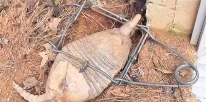 Một buổi sáng, ông ta phát hiện một trong những bẫy đã bắt được một sinh vật lạ. Sinh vật này giống một con chuột nhưng to hơn nhiều, trên lưng nó có vảy tạo nên một loại "áo giáp".