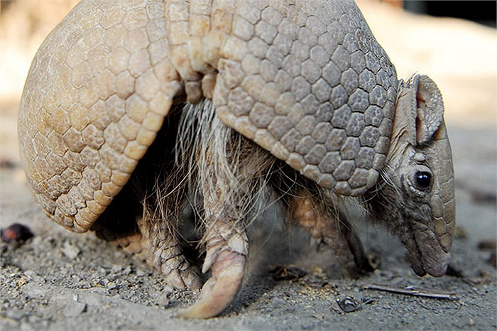 Ban đầu, vi khuẩn gây bệnh phong được cho là chỉ tồn tại ở con người. Tuy nhiên, khi bùng phát dịch bệnh phong ở châu Mỹ, mọi người mới nhận ra rằng tatu cũng mang vi khuẩn này.