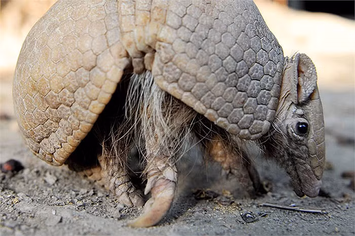 Ban đầu, vi khuẩn gây bệnh phong được cho là chỉ tồn tại ở con người. Tuy nhiên, khi bùng phát dịch bệnh phong ở châu Mỹ, mọi người mới nhận ra rằng tatu cũng mang vi khuẩn này.